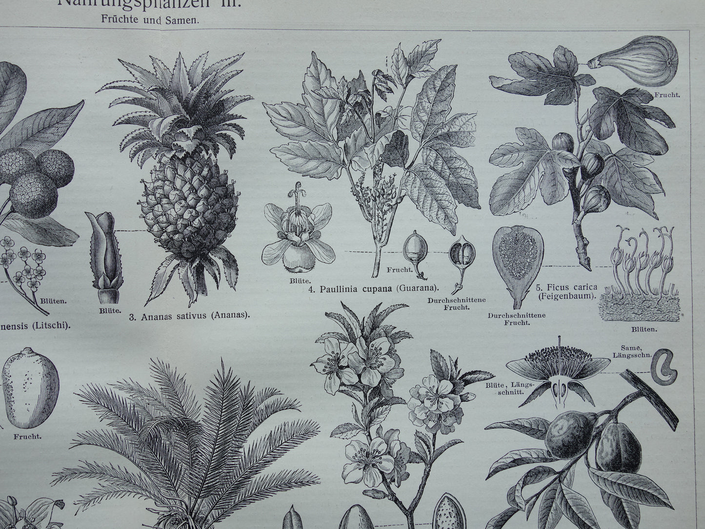 Antieke botanische prenten voedselplanten Set van twee Oude planten illustratie van voedingsgewassen prent z/w