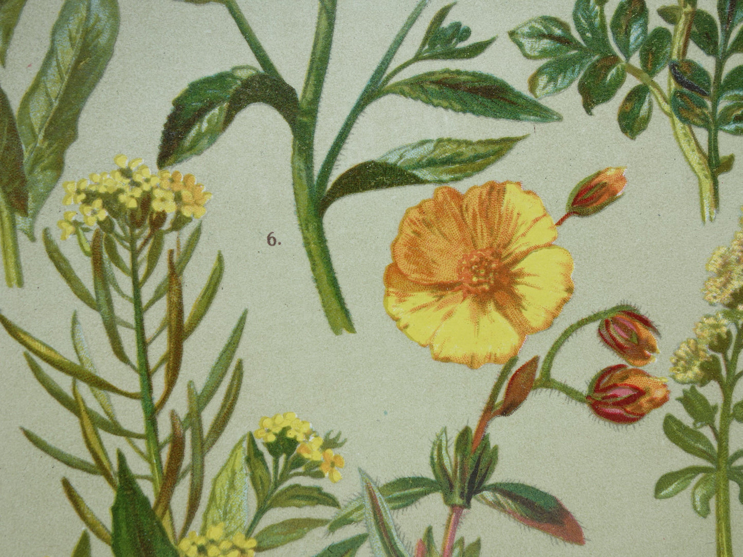 Antieke botanische prent Geel zonneroosje Gewone steenraket originele oude illustratie Damastbloem Bloemen botanie prenten