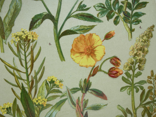 Antieke botanische prent Geel zonneroosje Gewone steenraket originele oude illustratie Damastbloem Bloemen botanie prenten
