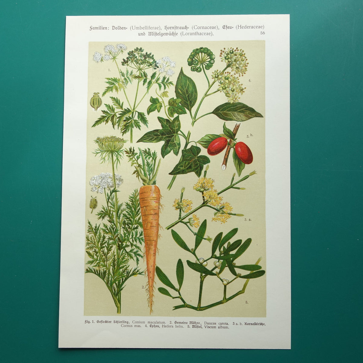 Oude botanische prent Wortel originele antieke illustratie prenten bloemen Gevlekte Scheerling, Wortel, Gele kornoelje, Klimop & Maretak