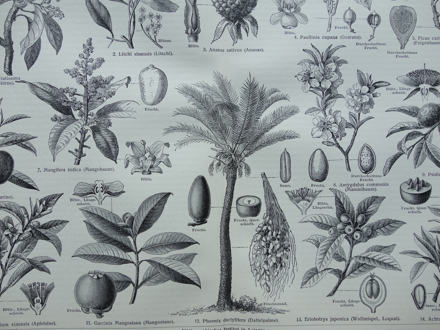 Antieke botanische prenten voedselplanten Set van twee Oude planten illustratie van voedingsgewassen prent z/w