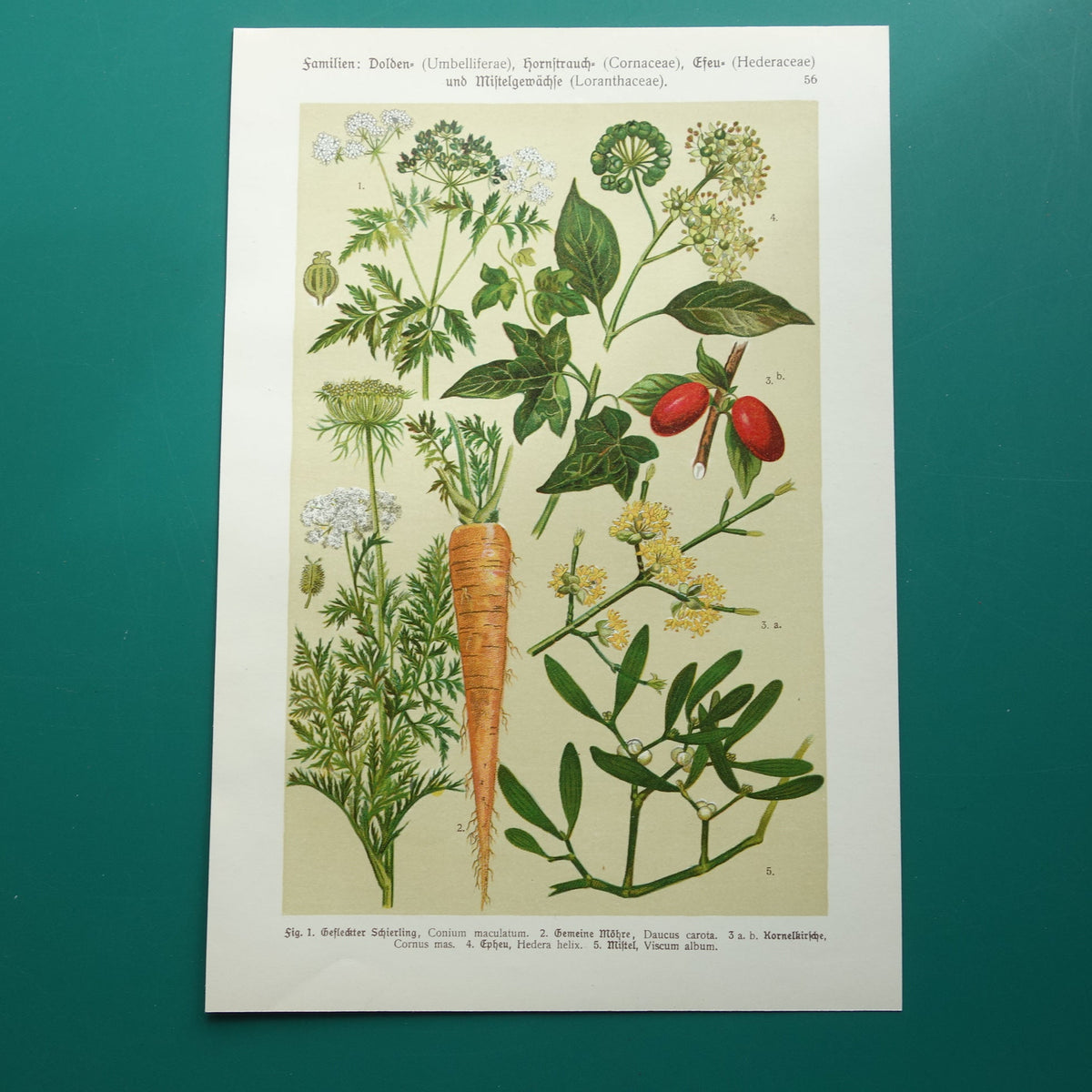 Oude botanische prent Wortel originele antieke illustratie prenten bloemen Gevlekte Scheerling, Wortel, Gele kornoelje, Klimop & Maretak