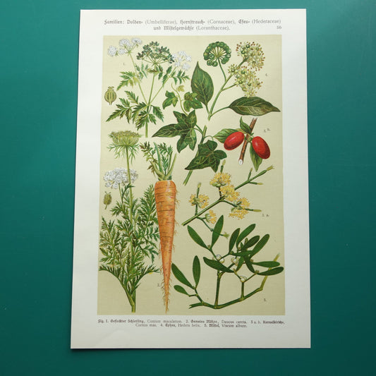 Oude botanische prent Wortel originele antieke illustratie prenten bloemen Gevlekte Scheerling, Wortel, Gele kornoelje, Klimop & Maretak