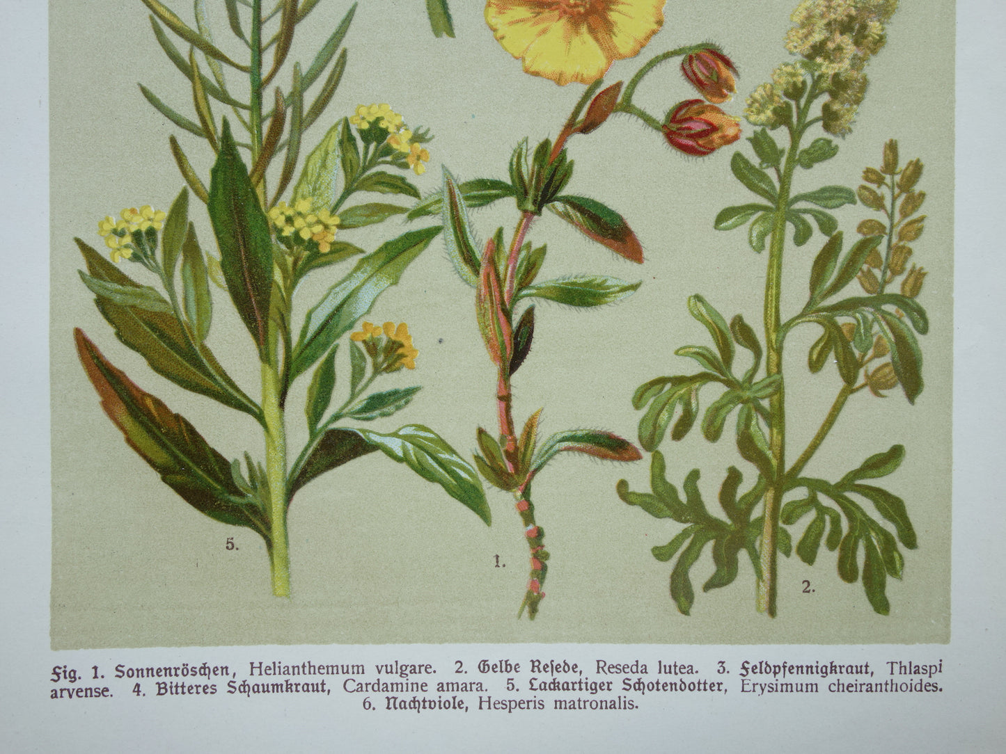 Antieke botanische prent Geel zonneroosje Gewone steenraket originele oude illustratie Damastbloem Bloemen botanie prenten