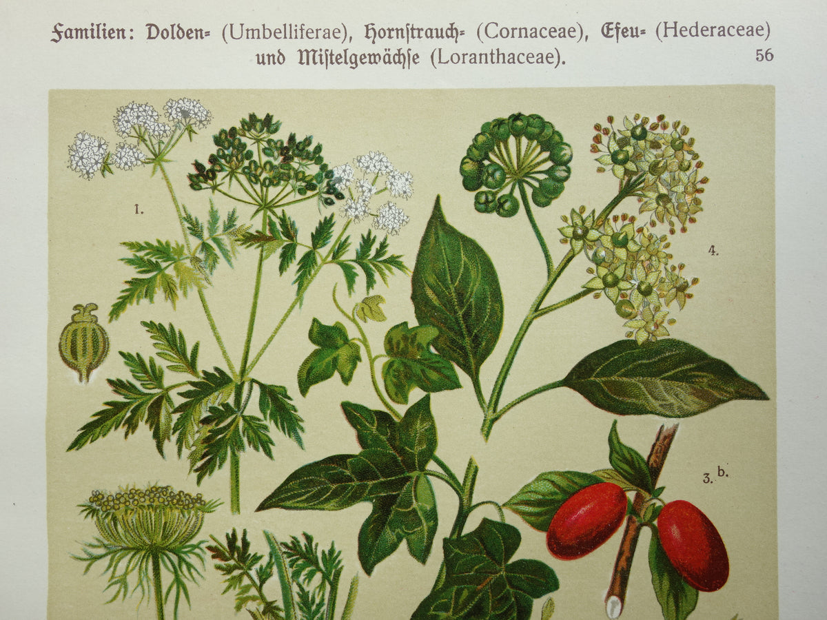 Oude botanische prent Wortel originele antieke illustratie prenten bloemen Gevlekte Scheerling, Wortel, Gele kornoelje, Klimop & Maretak