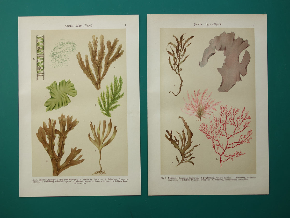 ALGEN Alte botanische Drucke, Set aus zwei Drucken, Originalillustration von 1911, Moose