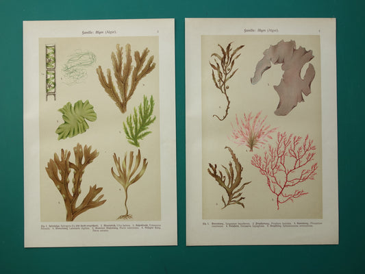 ALGEN Oude botanische prenten set van twee 1911 originele antieke illustratie Mossen planten