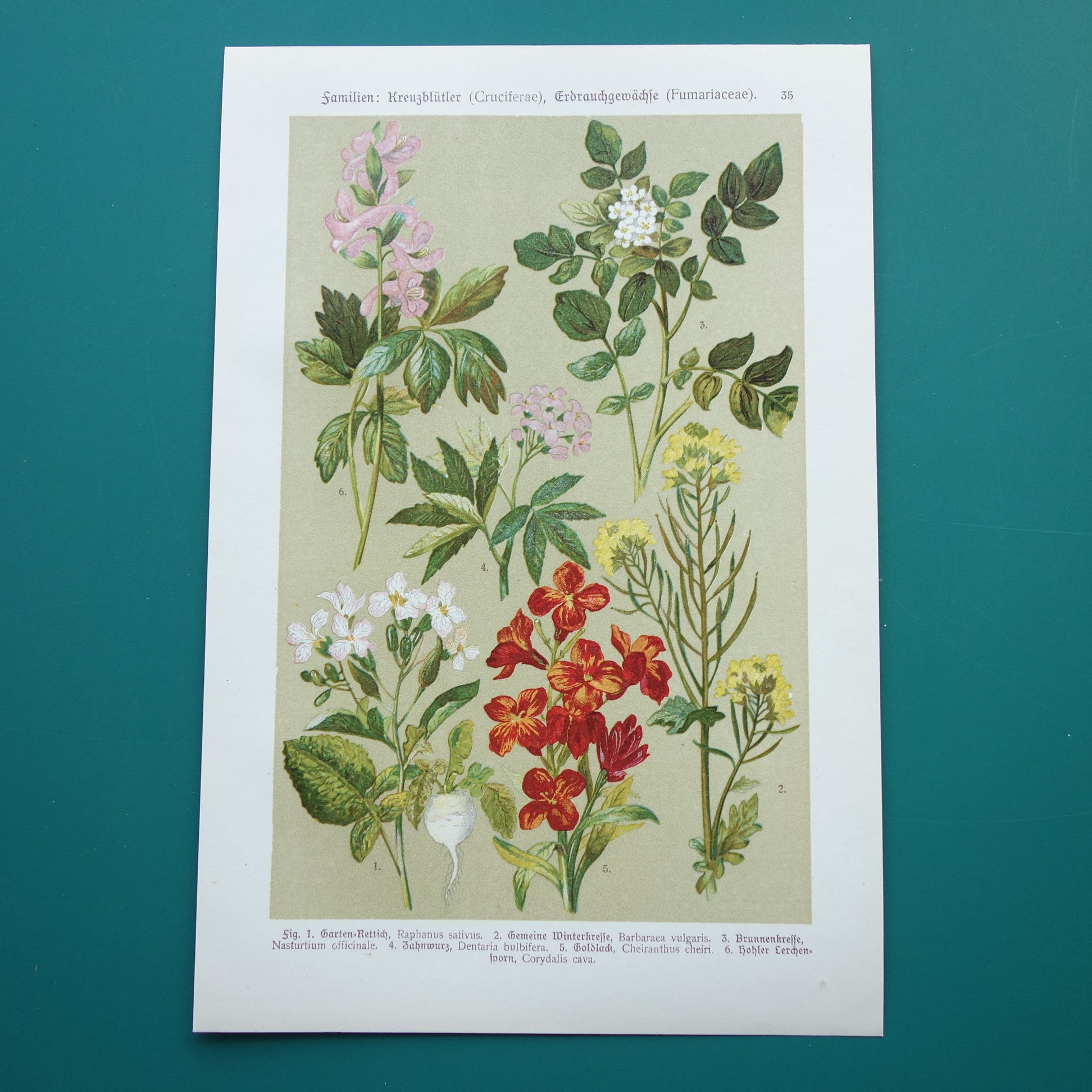 Oude botanische prent Muurbloem originele oude illustratie Radijs Waterkers Bloemen botanie prenten