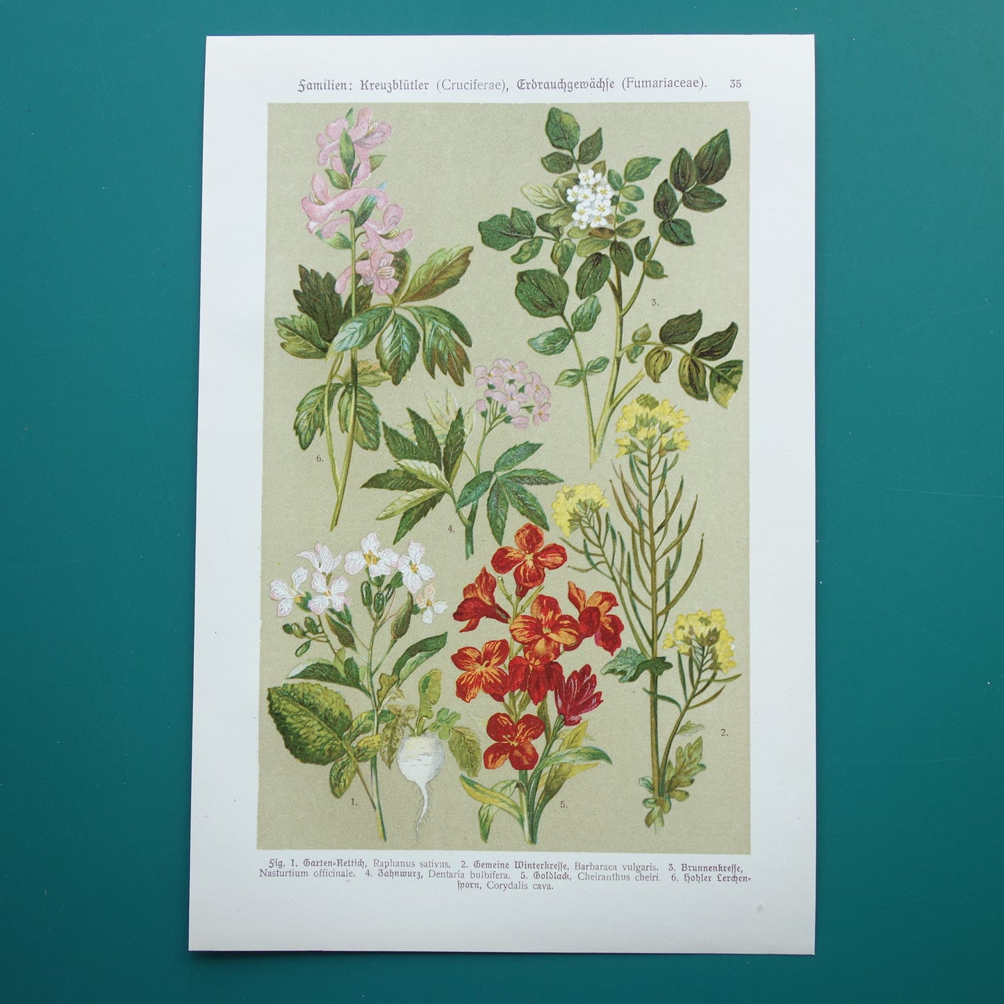 kleurrijke botanische illustratie vintage