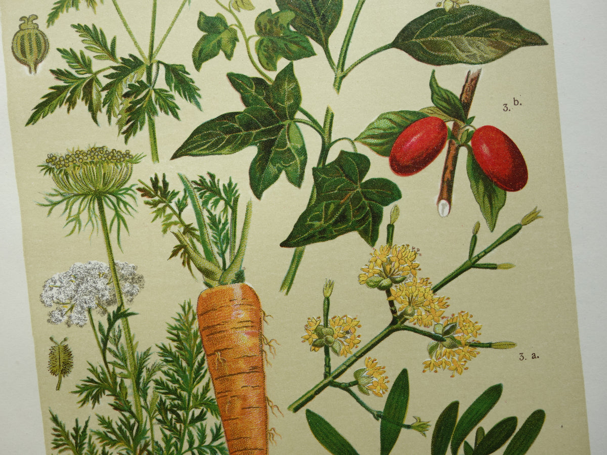 Oude botanische prent Wortel originele antieke illustratie prenten bloemen Gevlekte Scheerling, Wortel, Gele kornoelje, Klimop & Maretak