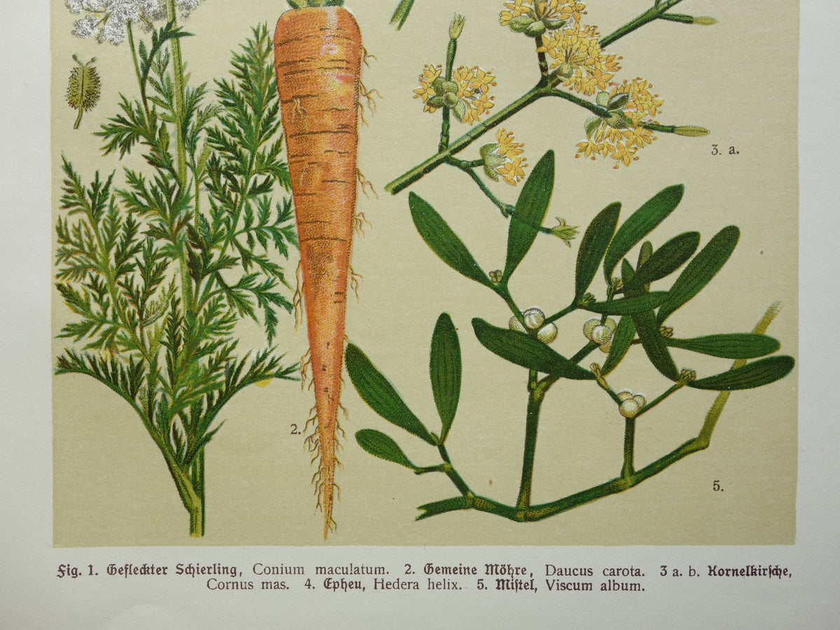 Oude botanische prent Wortel originele antieke illustratie prenten bloemen Gevlekte Scheerling, Wortel, Gele kornoelje, Klimop & Maretak
