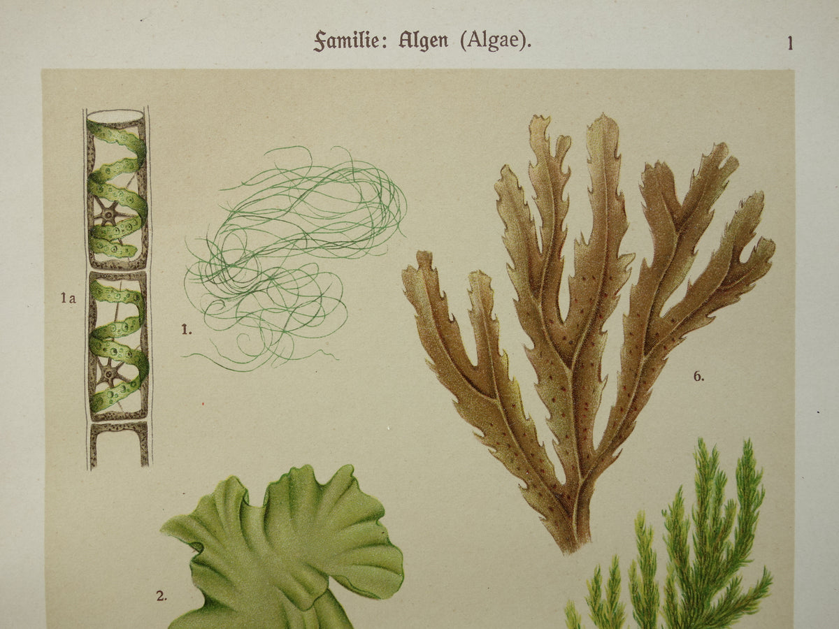ALGEN Alte botanische Drucke, Set aus zwei Drucken, Originalillustration von 1911, Moose