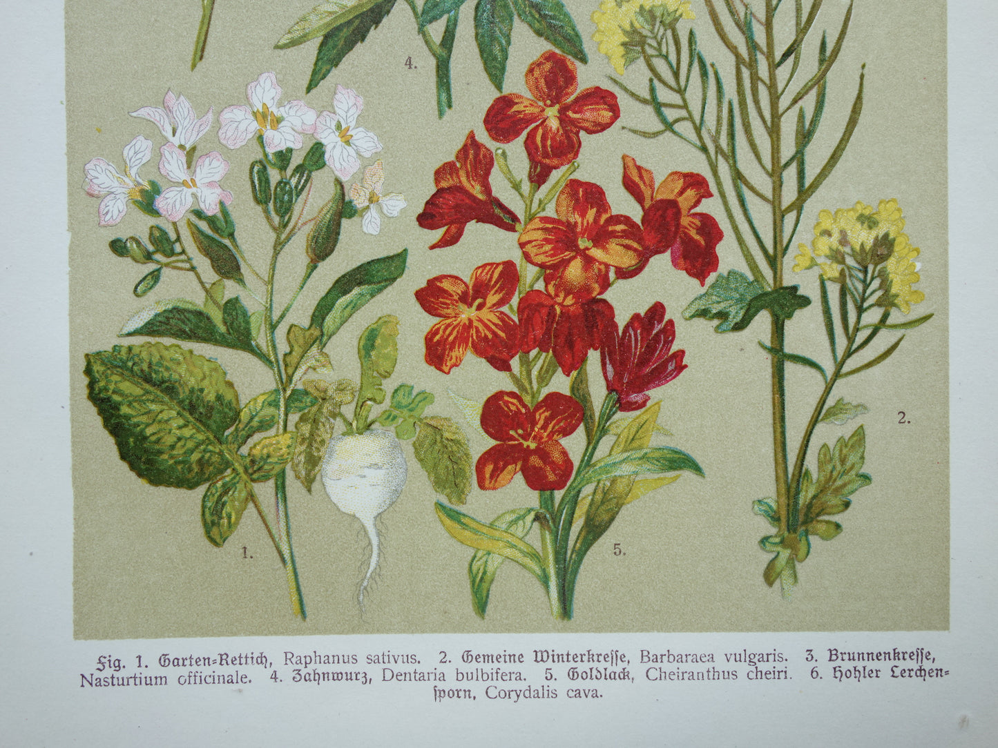 Old botanical print Wallflower original old illustration Radish Watercress Flowers botany prints