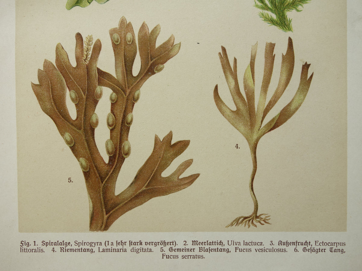 ALGEN Alte botanische Drucke, Set aus zwei Drucken, Originalillustration von 1911, Moose