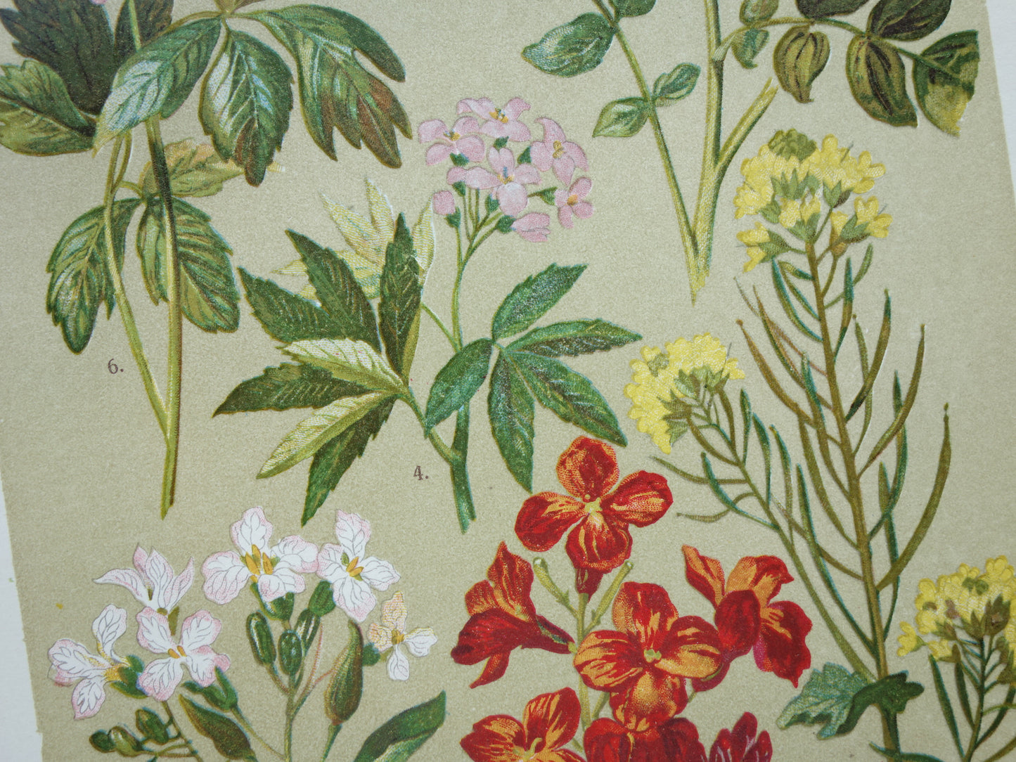 Old botanical print Wallflower original old illustration Radish Watercress Flowers botany prints