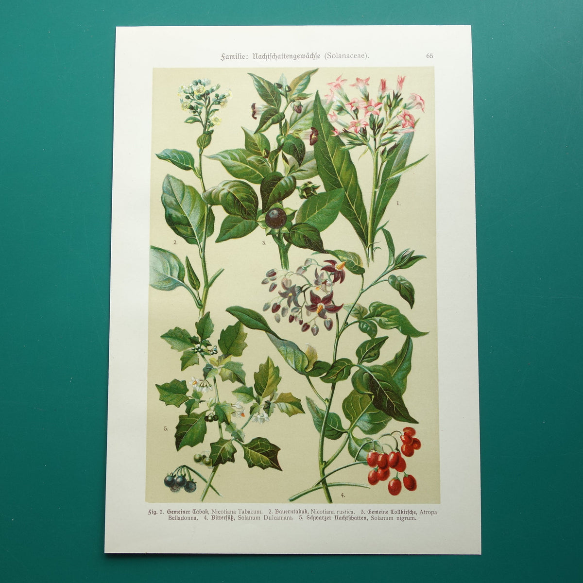 Oude botanische prent Tabaksplant originele antieke illustratie prenten bloemen Zwarte Nachtschade