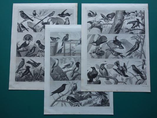 VOGELS Set van 3 oude vogel prenten Originele 170+ jaar oude vogel illustratie Drie vintage prints