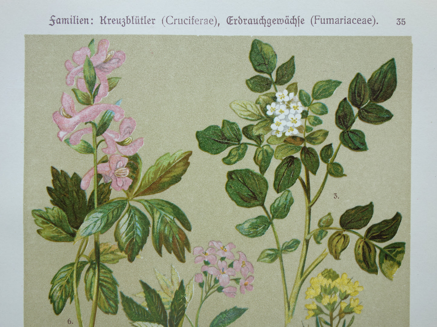 Old botanical print Wallflower original old illustration Radish Watercress Flowers botany prints