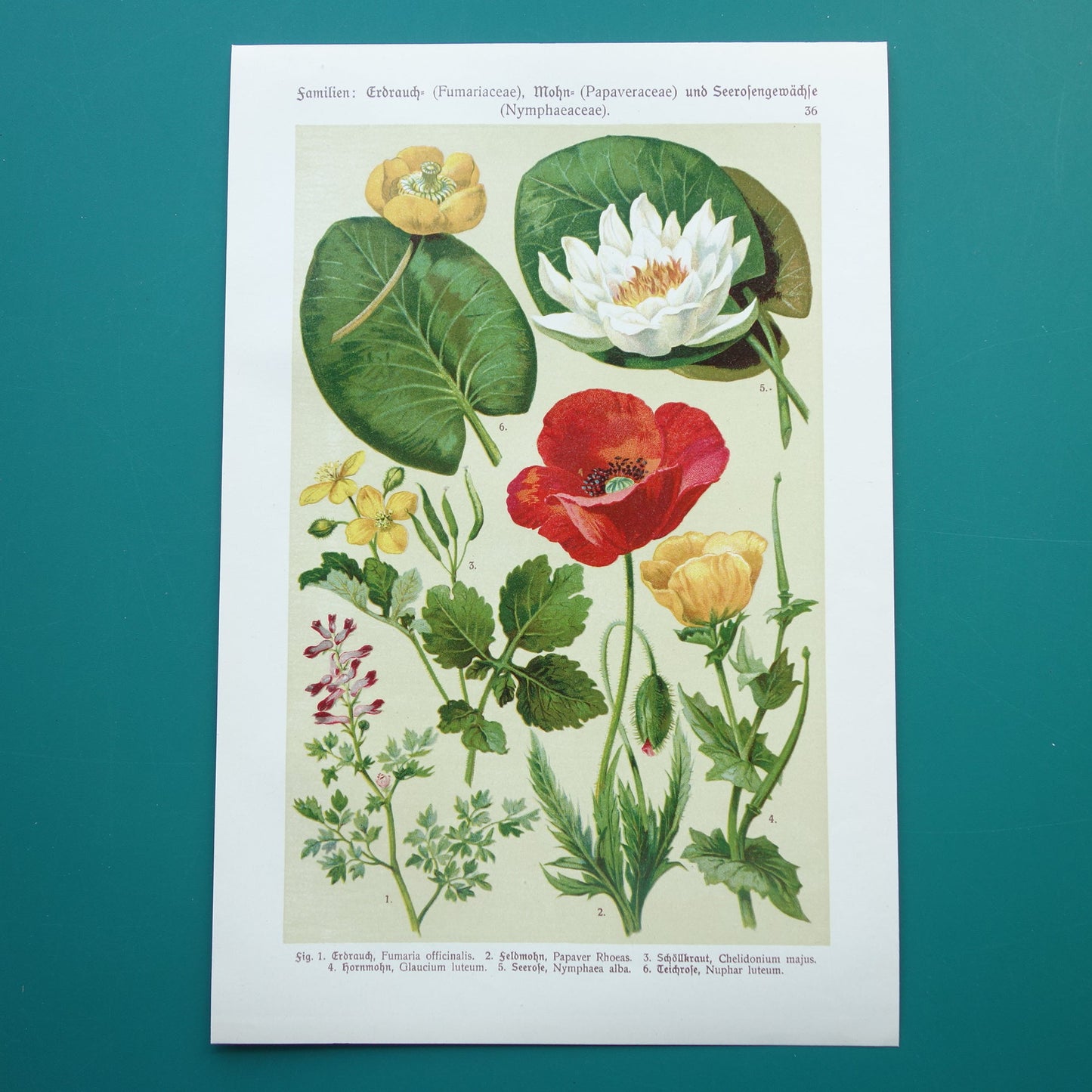 Vintage botanische prent klaproos waterlelie - 1911 originele oude illustratie - antieke planten prints