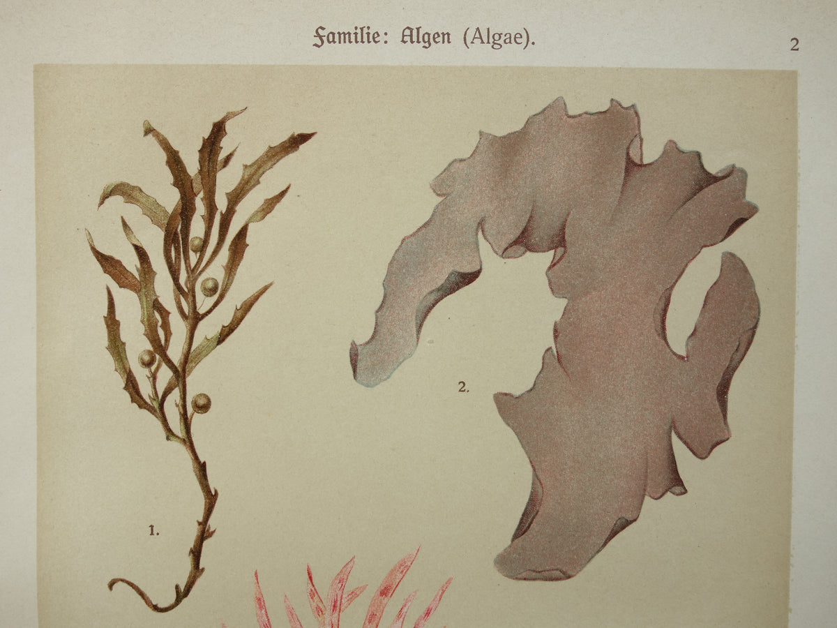ALGEN Alte botanische Drucke, Set aus zwei Drucken, Originalillustration von 1911, Moose
