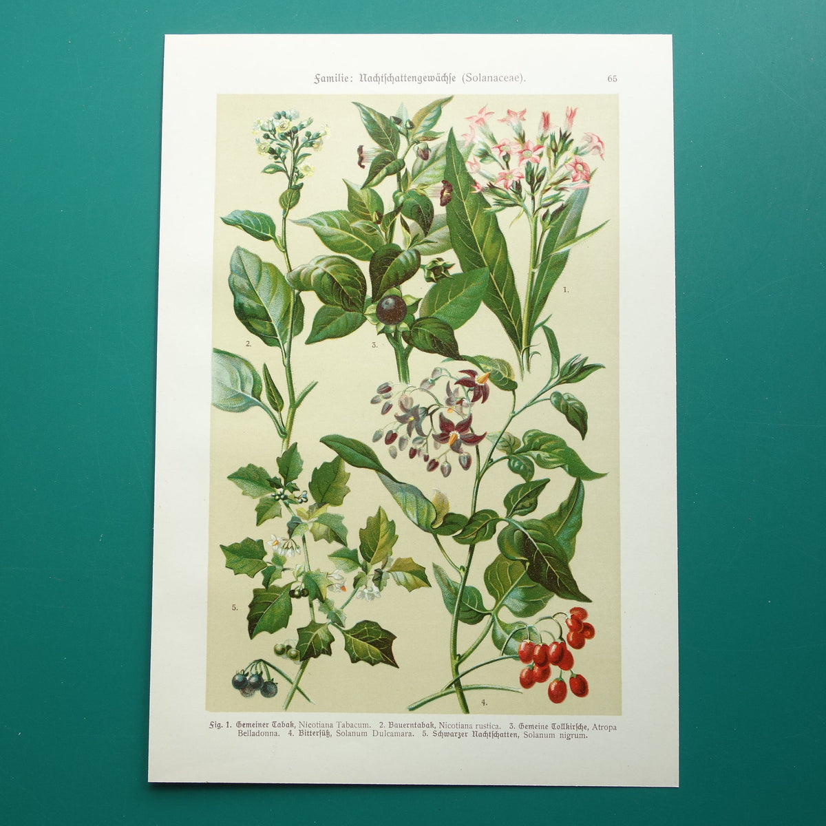 Tobacco plant antique print