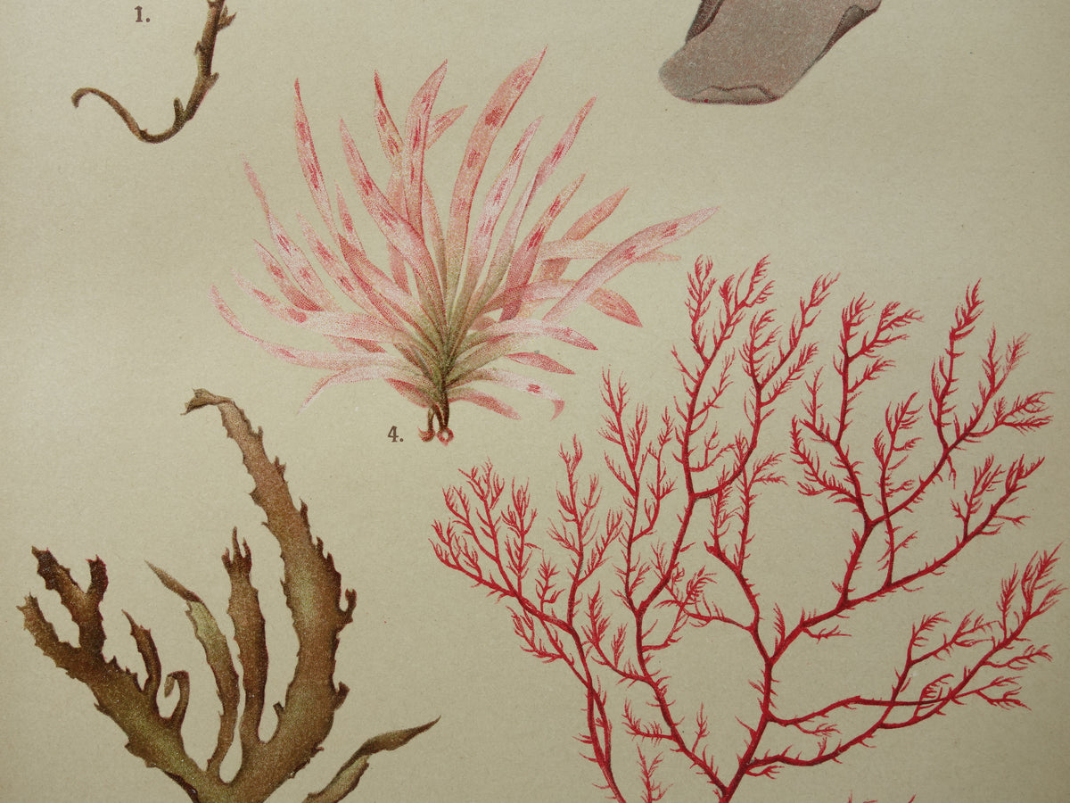 ALGEN Alte botanische Drucke, Set aus zwei Drucken, Originalillustration von 1911, Moose
