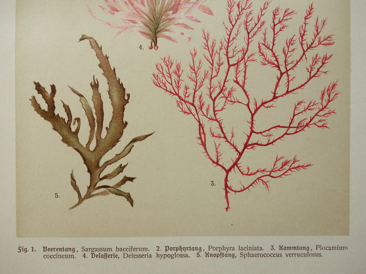 ALGEN Alte botanische Drucke, Set aus zwei Drucken, Originalillustration von 1911, Moose