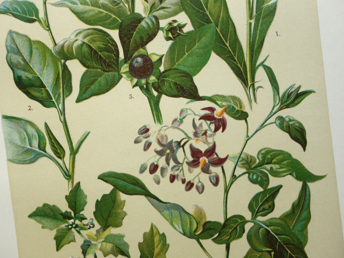 Oude botanische prent Tabaksplant originele antieke illustratie prenten bloemen Zwarte Nachtschade