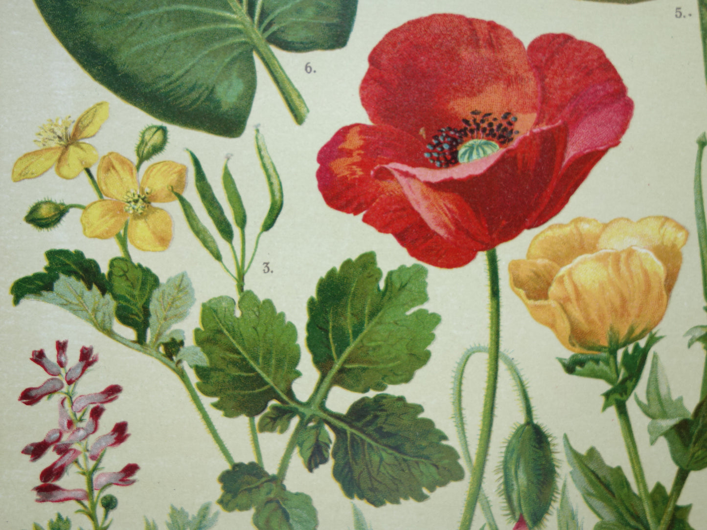 klaproos antieke prent