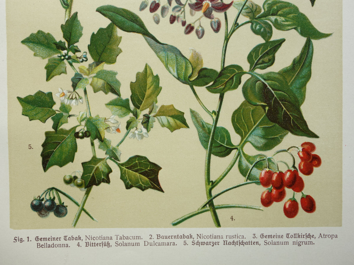 Oude botanische prent Tabaksplant originele antieke illustratie prenten bloemen Zwarte Nachtschade