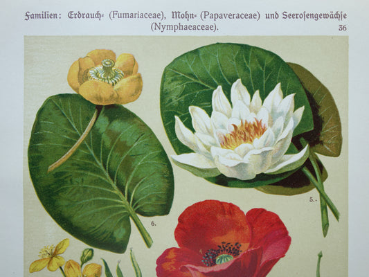waterlelie vintage illustratie