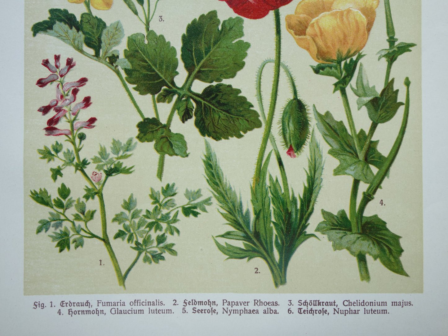 Vintage botanische prent klaproos waterlelie - 1911 originele oude illustratie - antieke planten prints