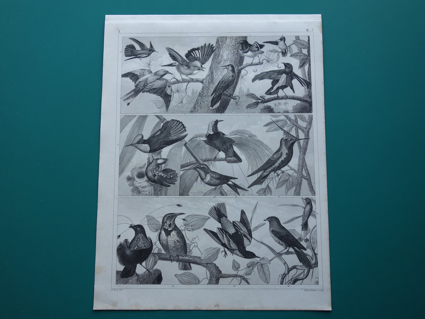 VOGELS Set van 3 oude vogel prenten Originele 175+ jaar oude vogel illustratie Drie vintage prints