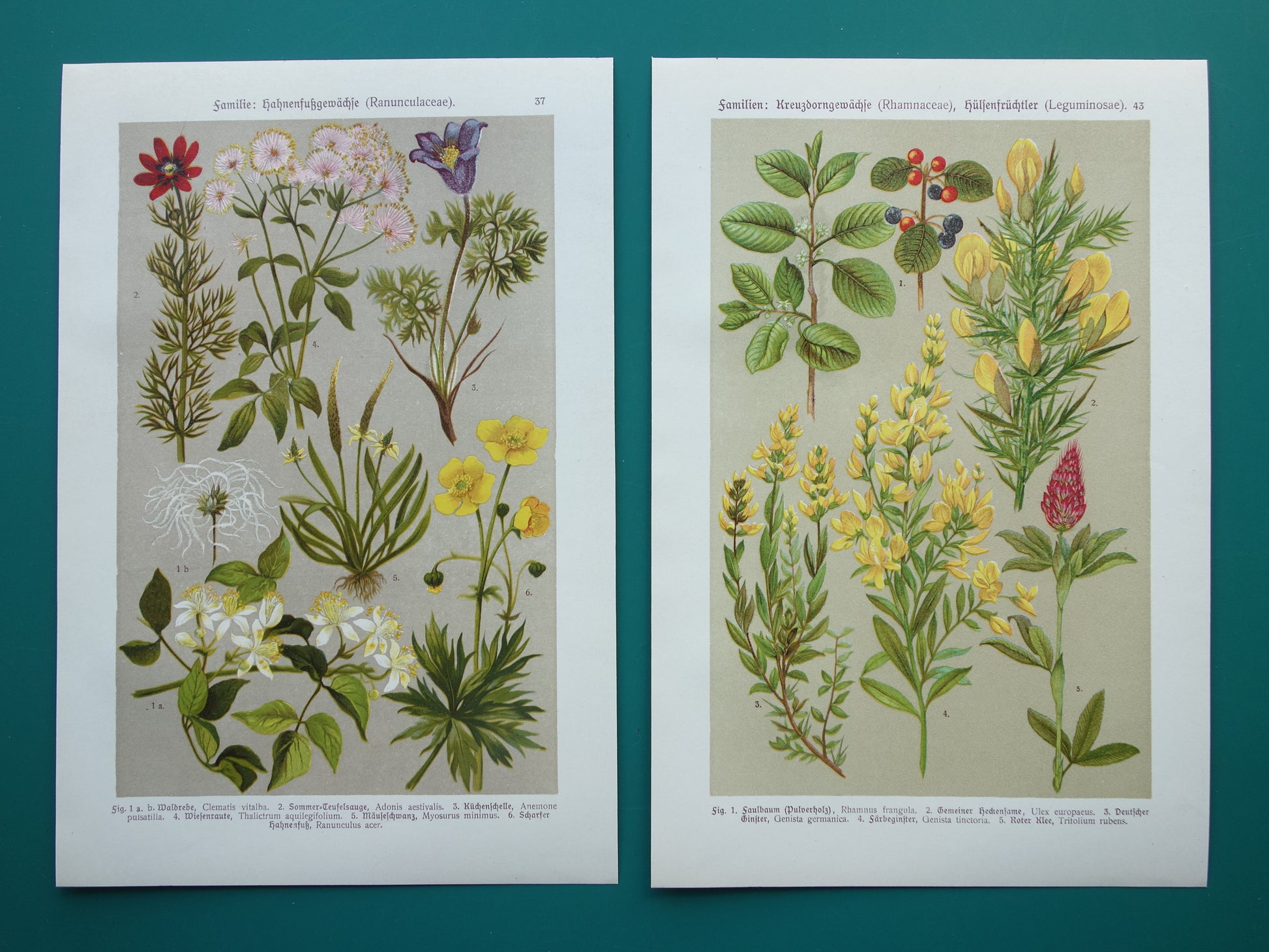 1911 Vintage prenten van bloemen - Set van 2 oude botanische prints - Bloem Antieke Prent