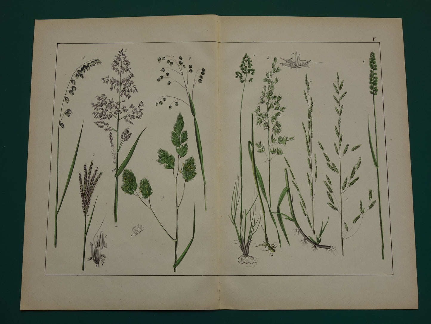 GRASSEN Antieke Botanische Illustratie van Grassoorten - Oude prent Gras - Originele Vintage Print