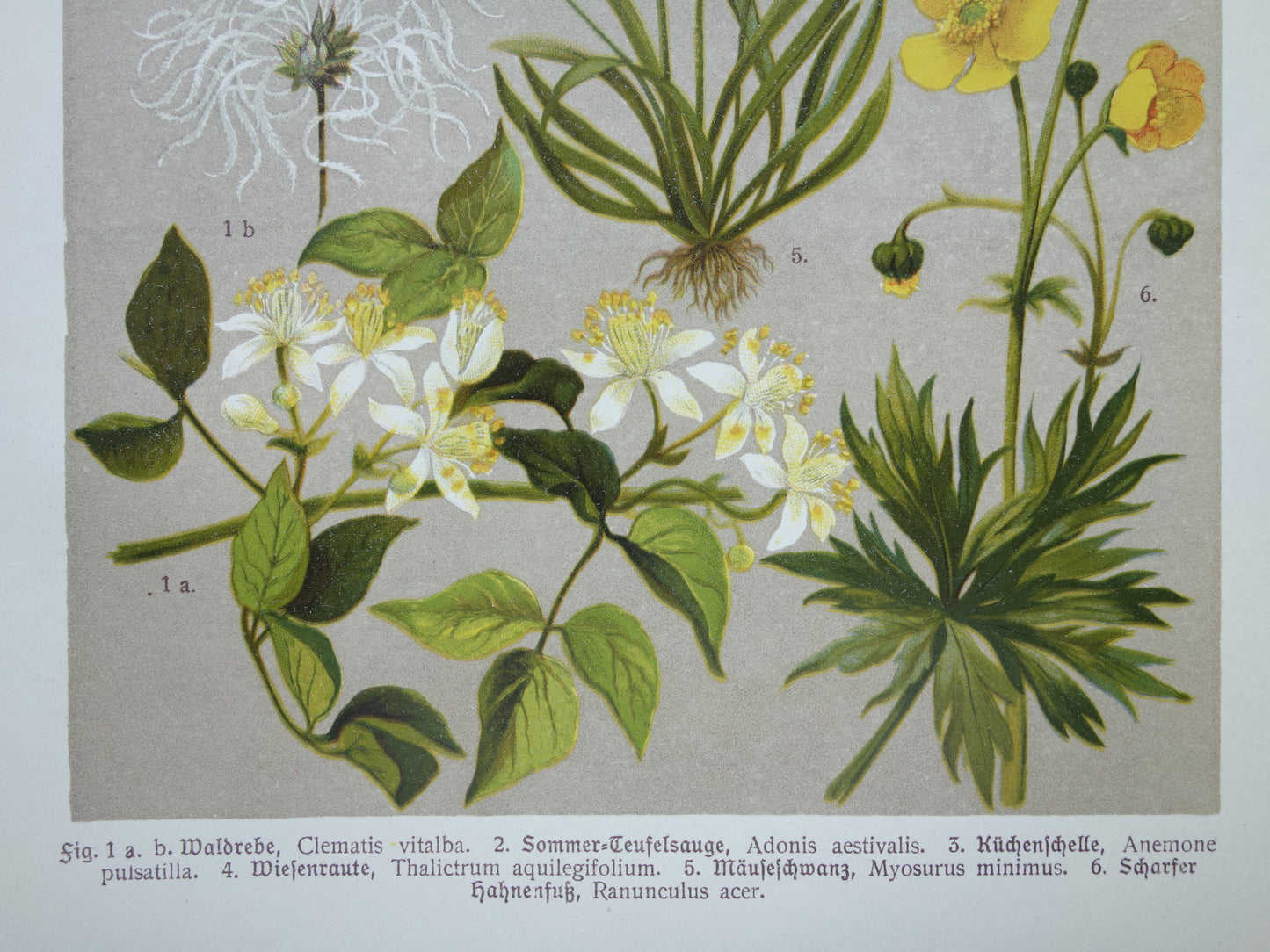 1911 Vintage Prints of Flowers - Set of 2 Old Botanical Prints - Flower Antique Print