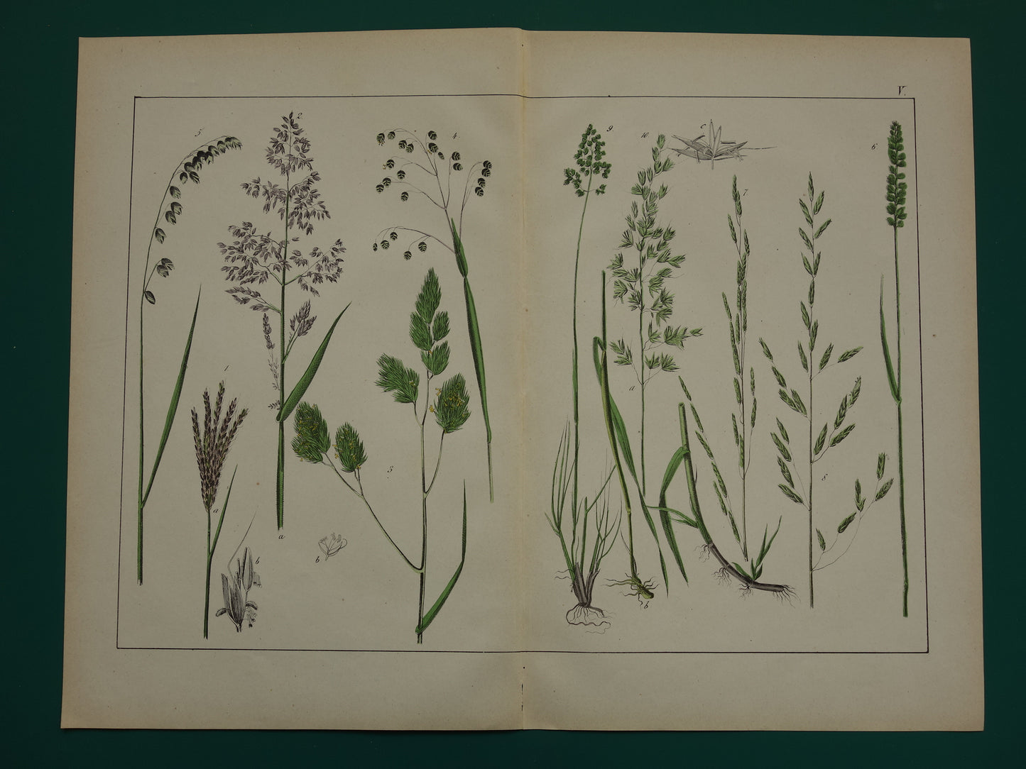 GRASSEN Antieke Botanische Illustratie van Grassoorten - Oude prent Gras - Originele Vintage Print