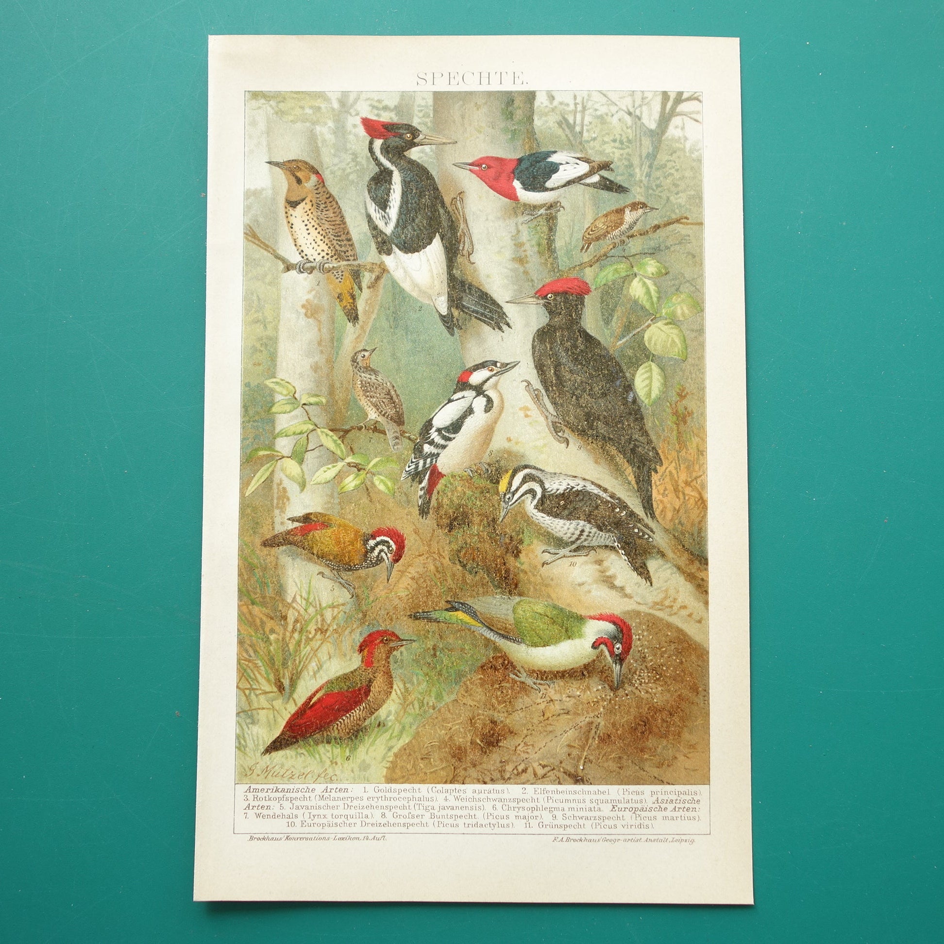 SPECHTEN oude prent uit 1907 Originele antieke specht illustratie vintage prints