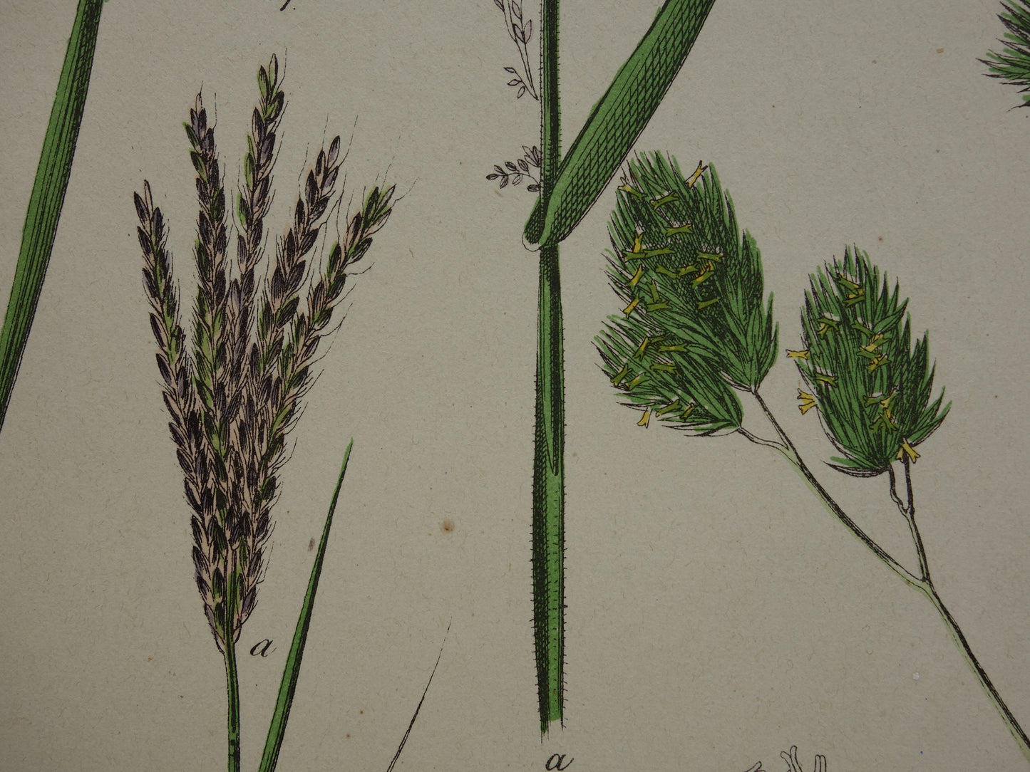 GRASSEN Antieke Botanische Illustratie van Grassoorten - Oude prent Gras - Originele Vintage Print