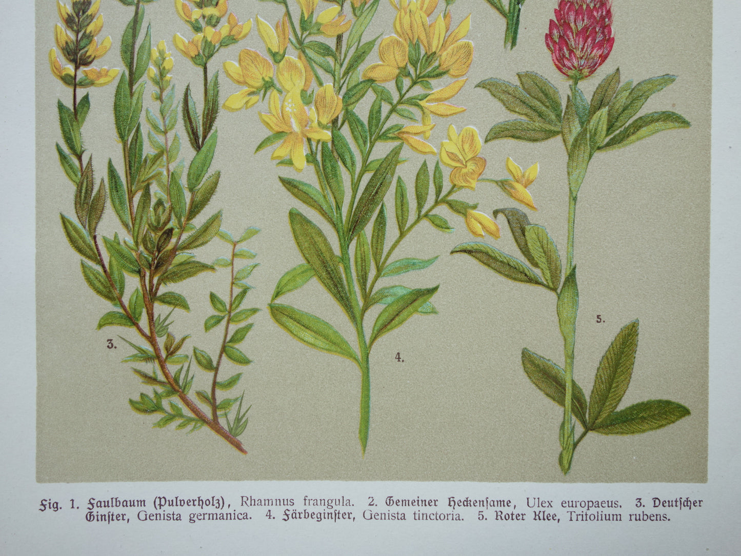 1911 Vintage Prints of Flowers - Set of 2 Old Botanical Prints - Flower Antique Print