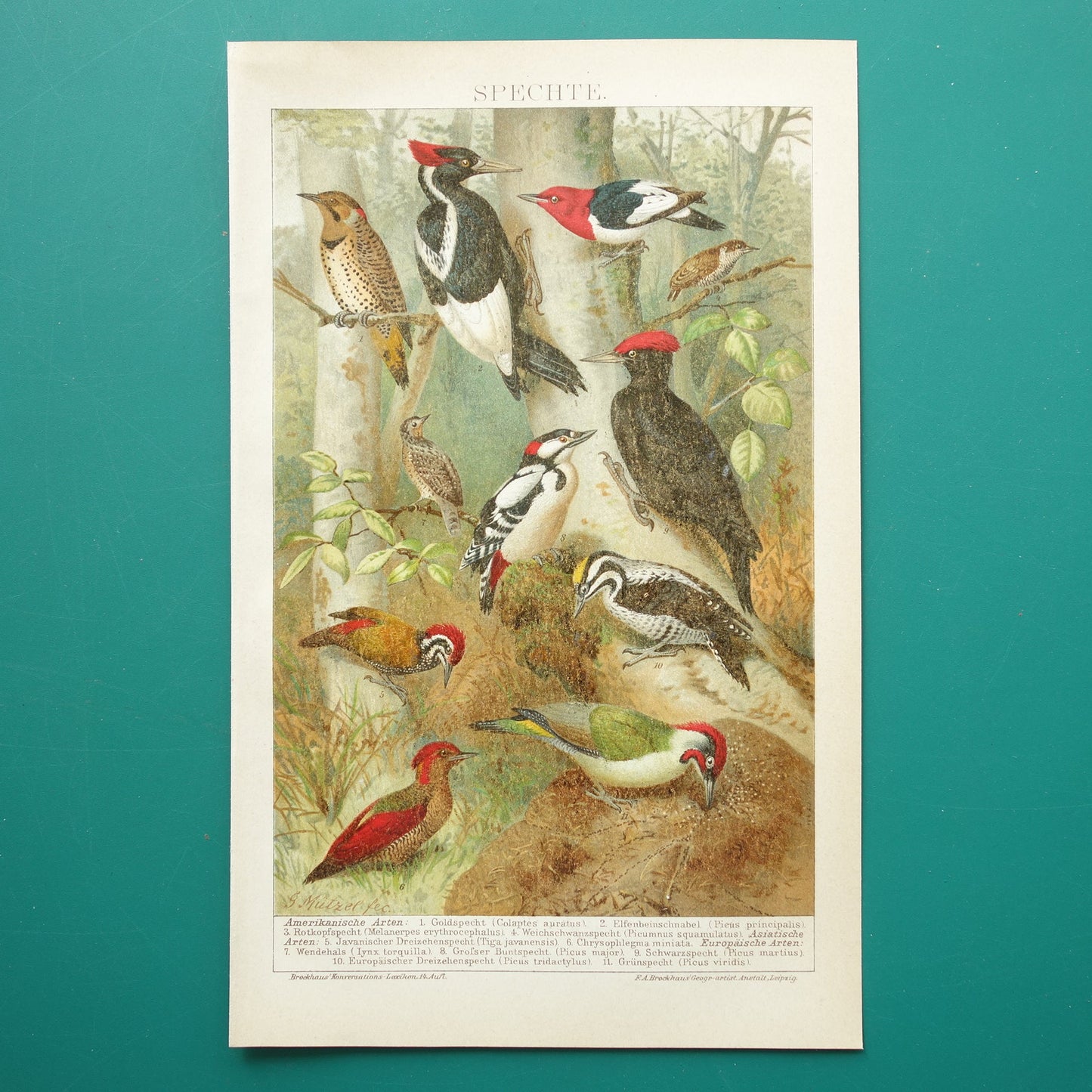 woodpecker old print