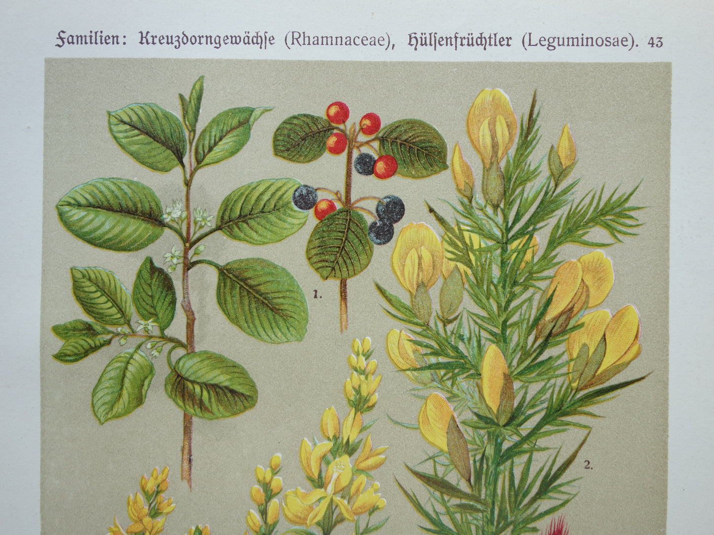 1911 Vintage Prints of Flowers - Set of 2 Old Botanical Prints - Flower Antique Print
