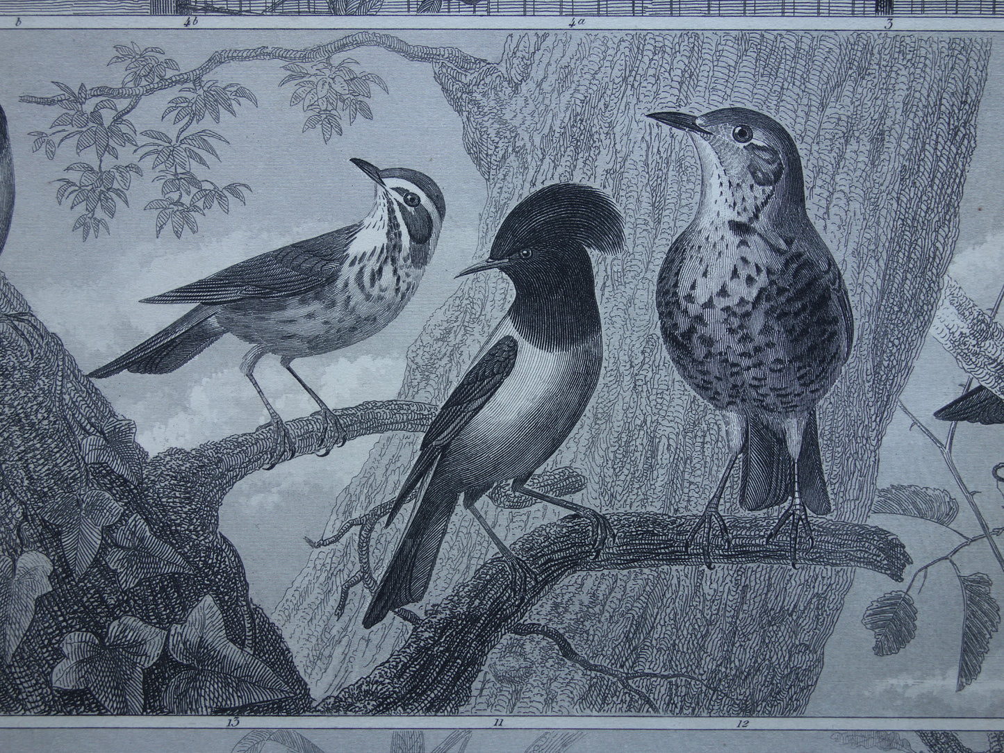 VOGELS Set van 3 oude vogel prenten Originele 175+ jaar oude vogel illustratie Drie vintage prints