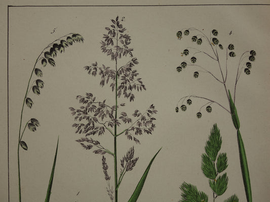GRASSEN Antieke Botanische Illustratie van Grassoorten - Oude prent Gras - Originele Vintage Print
