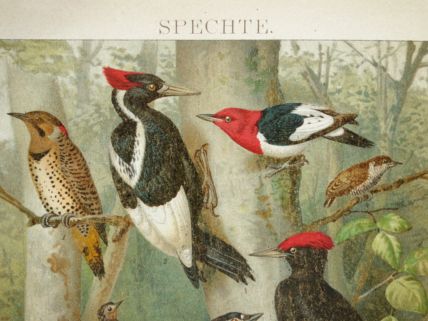 SPECHTEN oude prent uit 1907 Originele antieke specht illustratie vintage prints