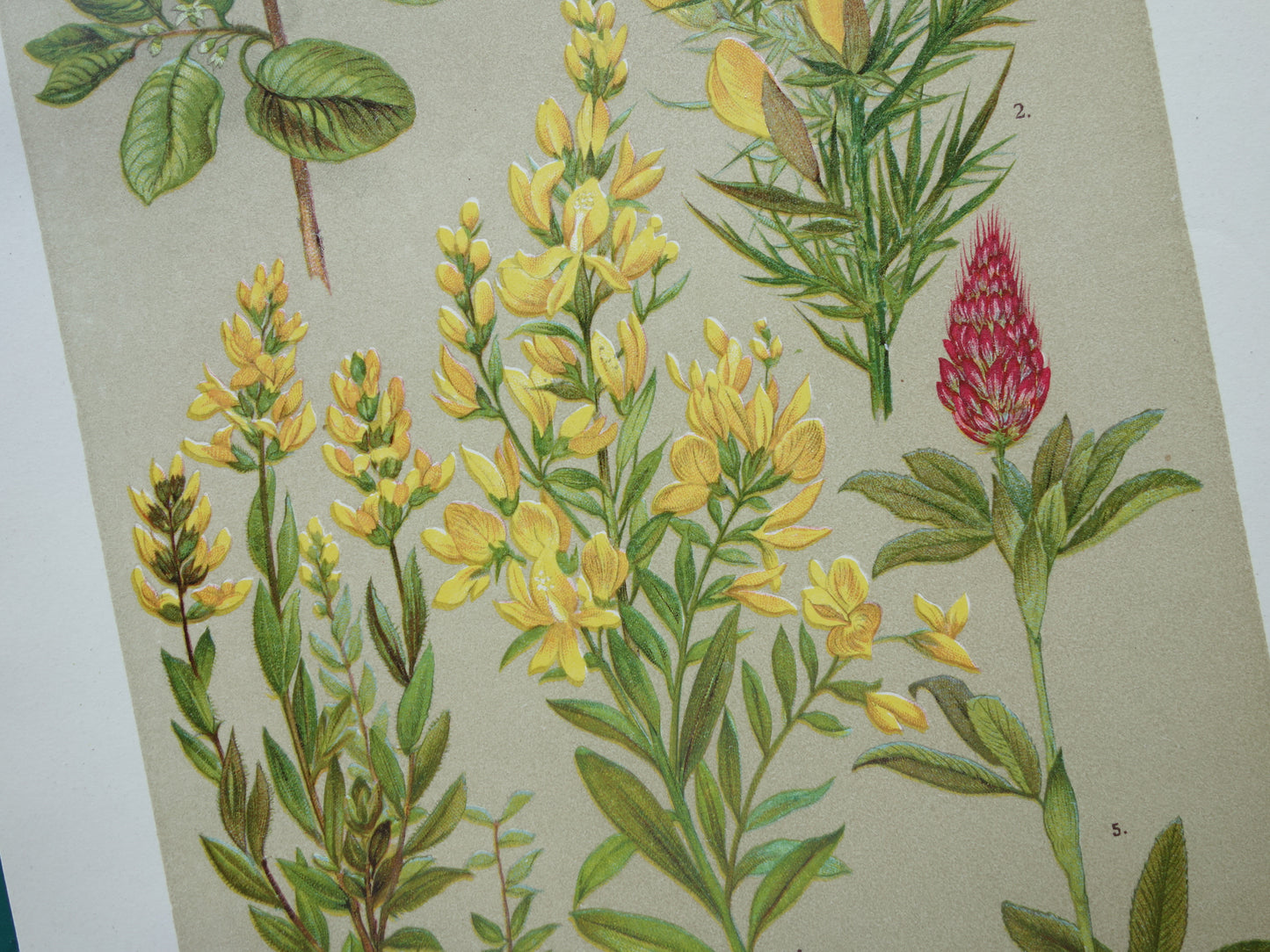 1911 Vintage Prints of Flowers - Set of 2 Old Botanical Prints - Flower Antique Print