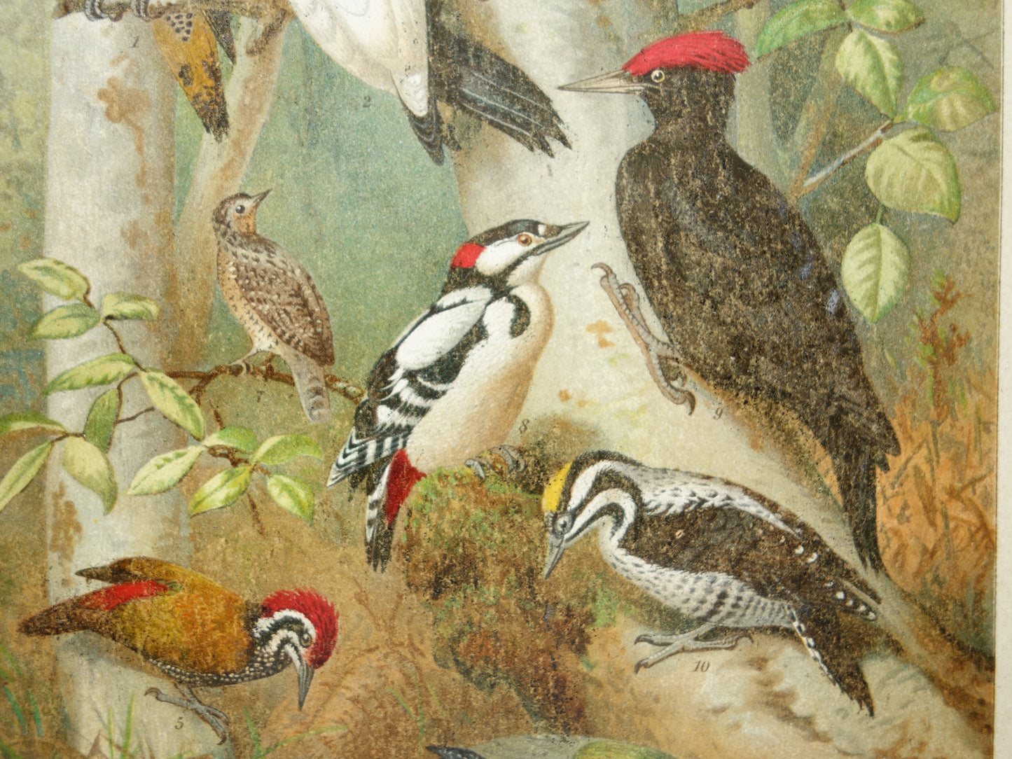 SPECHTEN oude prent uit 1907 Originele antieke specht illustratie vintage prints