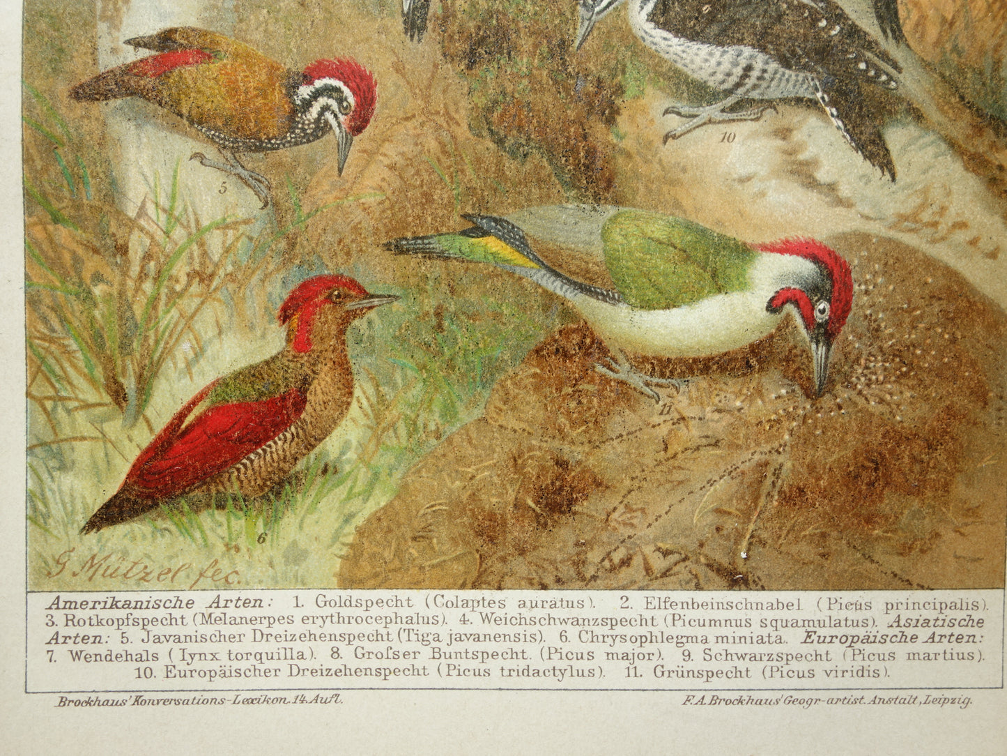 SPECHTEN oude prent uit 1907 Originele antieke specht illustratie vintage prints