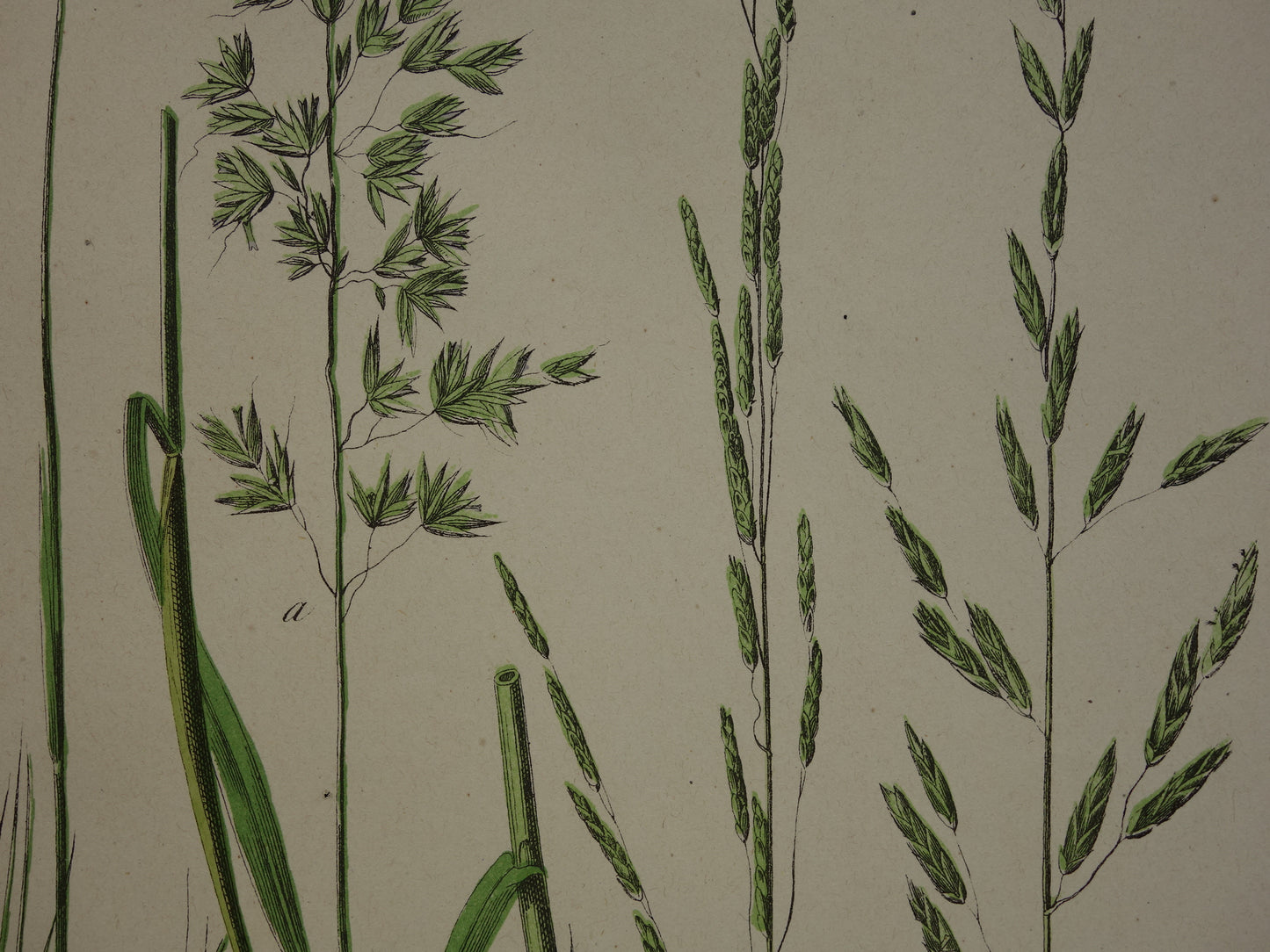 GRASSEN Antieke Botanische Illustratie van Grassoorten - Oude prent Gras - Originele Vintage Print