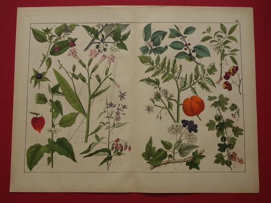 Botanische Prent - Originele Vintage Print Botanie Bloemen Planten - Antieke muurdecoratie prenten